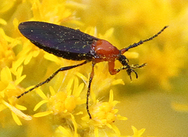 Dilophus spinipes Dilophus spinipes